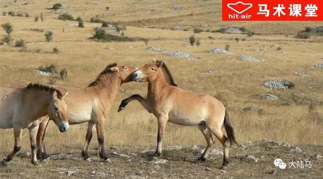 马的祖先跟狐狸一样大小！你知道马的演变史么？